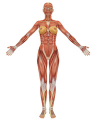 Female Muscular Anatomy Front View