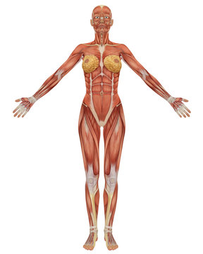 Female Muscular Anatomy Front View