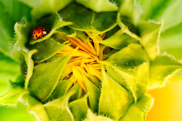 ladybug on the closed sunflower