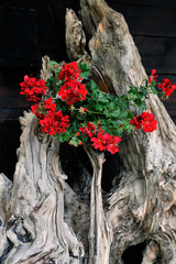 lowers on the tree snag