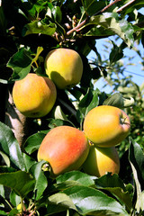 tree with apple fruits