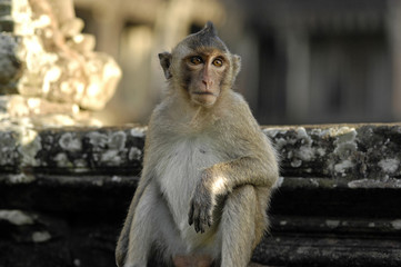 Rhesusaffe in Angkor Wat / Kambodcha