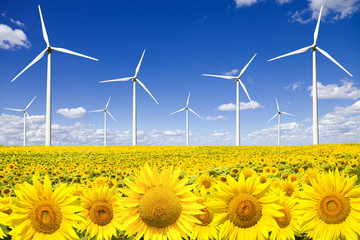 Wind turbines on sunflowers field