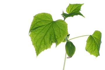 Cucumber seedlings isolated on white background