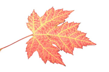 Autumn Maple Leaf