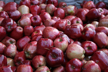 Fresh Picked Apples In A Bin