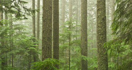 Fototapeta premium OLd growth forest
