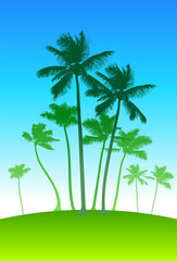 palm trees on blue sky background