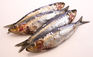 Row of four fresh Sardines