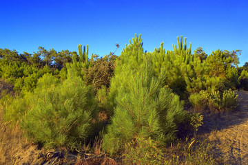 france,charente maritime,oléron : forêt de saint-trojan,pins