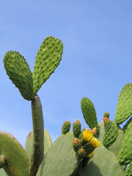 ficodindia