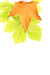 Autumn leaf background