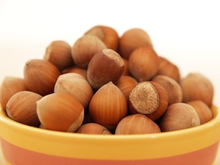 Cueillette de noisettes