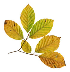 Blattunterseite einer Rotbuche im Herbst