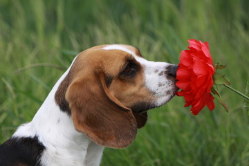 Beagle mit roter Blume