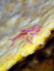 Small purrple reef crab