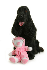 cocker et peluche rose