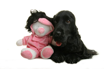 cocker couché avec une peluche sous son oreille