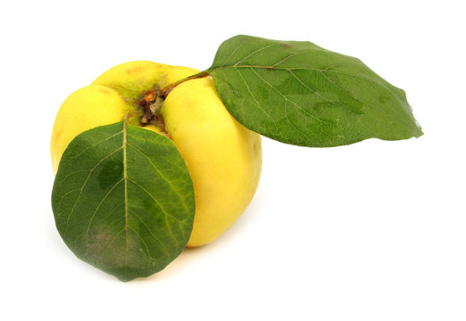 Quince yellow with green leaves
