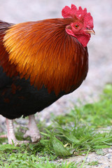 Rostroter Hahn