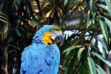 A blue parrot