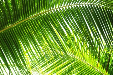 Wandcirkels plexiglas Palme in der Sonne © svort
