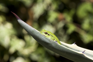 hyla meridionalis