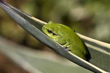 hyla meridionalis