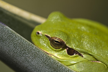 hyla meridionalis
