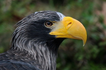 Riesenseeadler