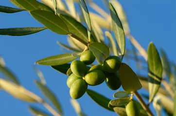 Deurstickers Olijfboom Detail van olijfboomtak