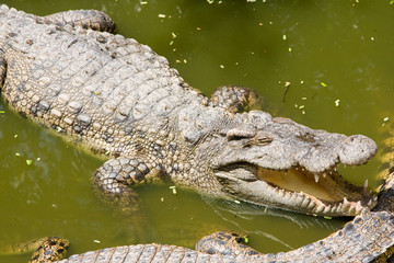 Crocodile