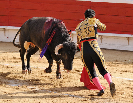 Bull & Matador