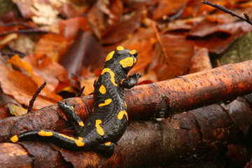 Fire Salamader (Salamandra salamandra)