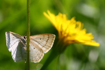 Fototapeta premium Butterfly and flower
