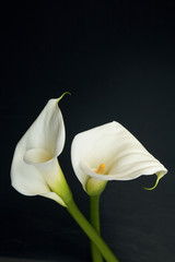 Fototapeta na wymiar Kwiaty, Calla (Zantedeschien) przed czarnym