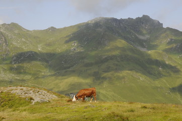 Kuh im Gebirge