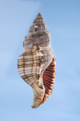Multicolored sea shell on a blue background.