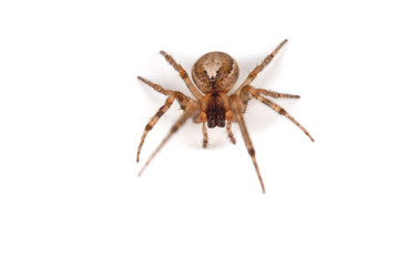 Arachnida