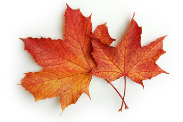 Zwei verwelkte Ahornblätter 017