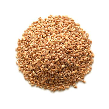 wheat grains isolated