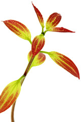 jeune tige cannelle fond blanc