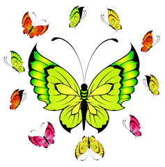 set of  tropical butterflies on a white background for a design