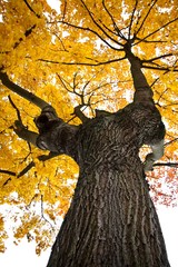 Herbstbaum II