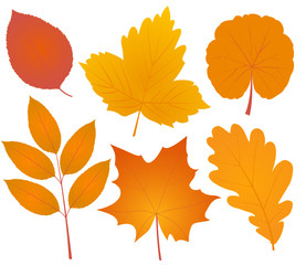 autumn leaves