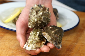 fresh raw organic oyster from the irish west coast