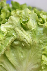 Alface - Organic Lettuce - Salade