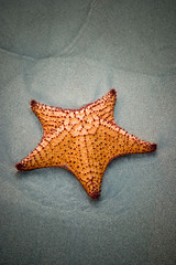 Starfish