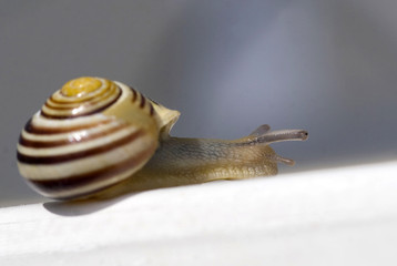 Snail