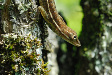 Anolis auratus - (polychrotidae sauria)